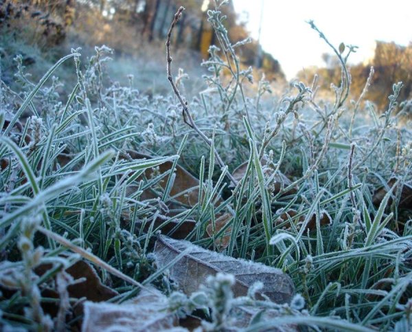 Заморозки Весна