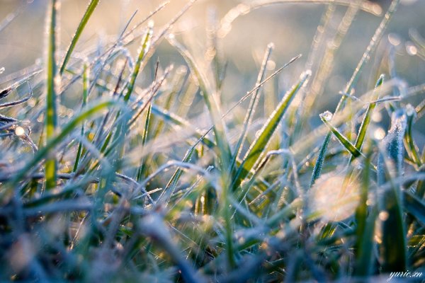 Весенние заморозки