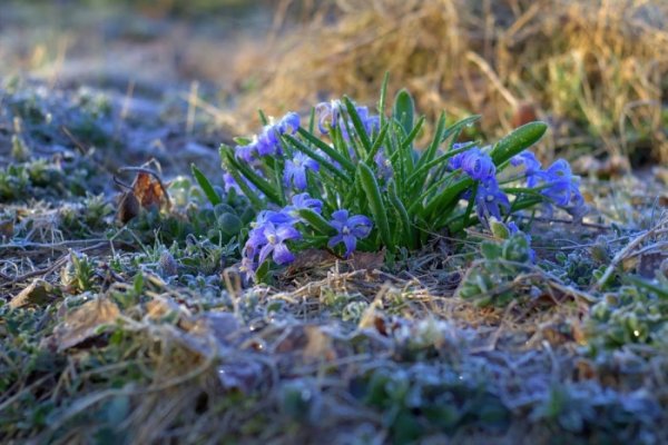 Весенние заморозки