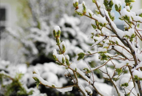 Весенние заморозки