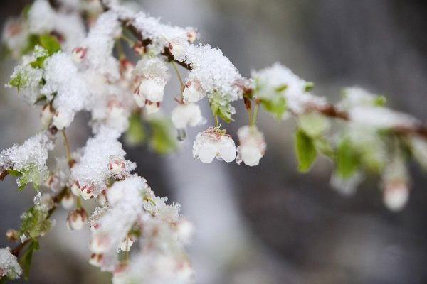 Весенние заморозки