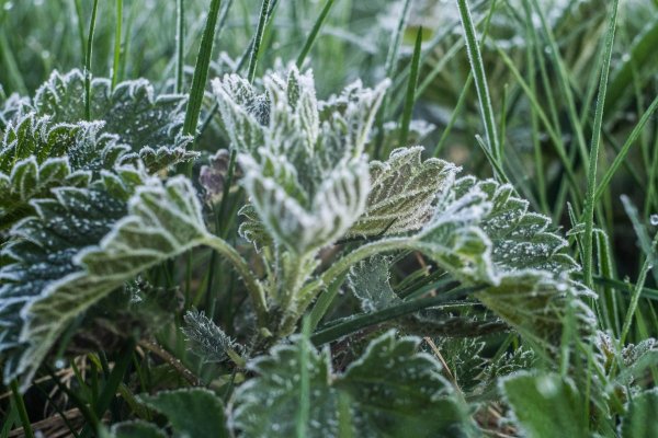 Заморозки в мае