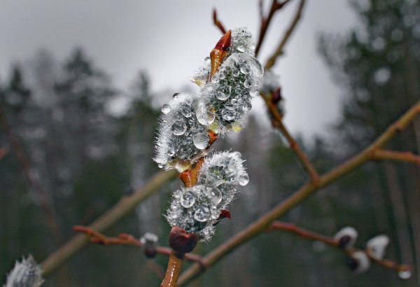 Заморозки летом