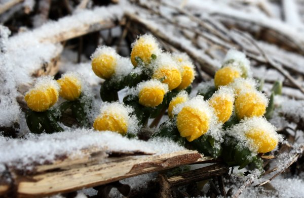 Заморозки на растениях