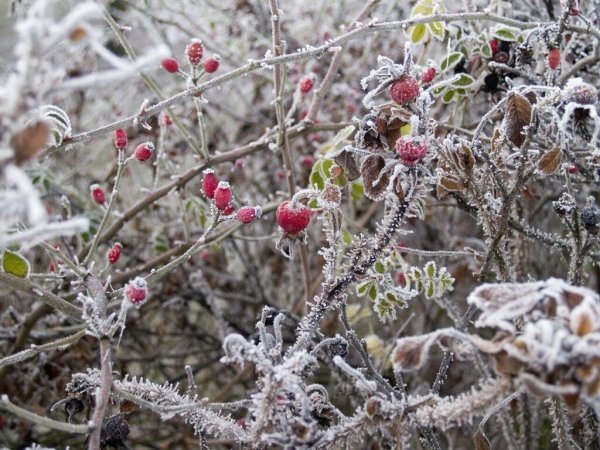Весенний Мороз