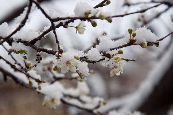 Летние заморозки