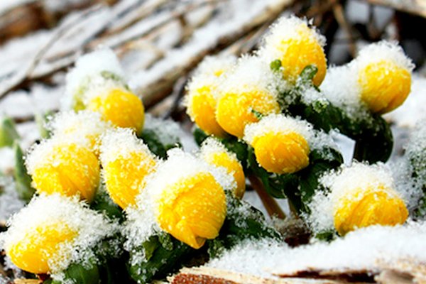 Заморозки на растениях