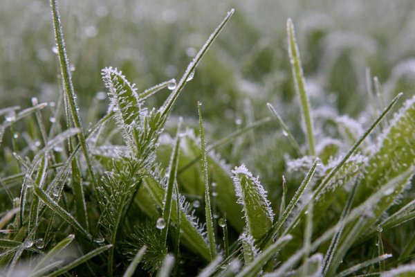 Заморозки весной