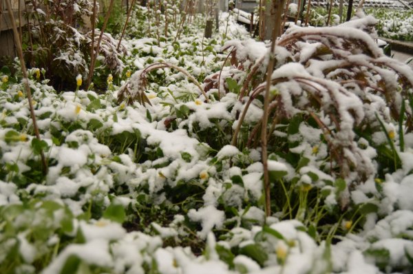 Цветущие деревья в снегу