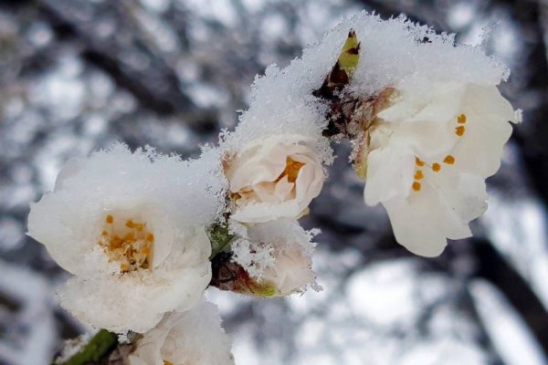 Замерзшая Весна