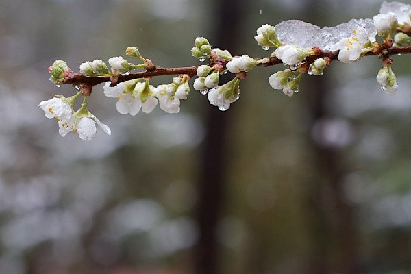Заморозки на огороде