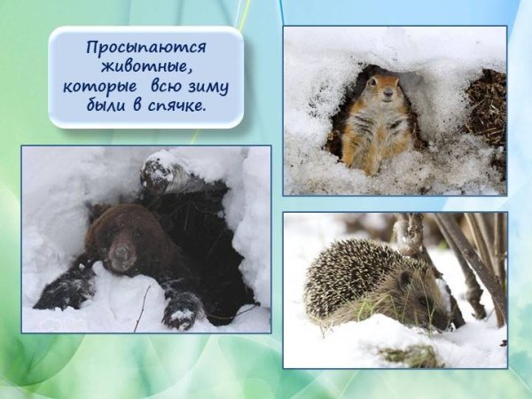 Животные в зимней спячке
