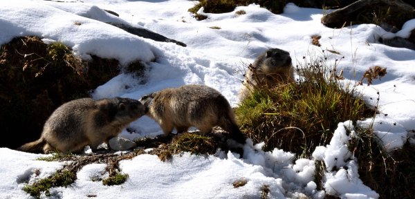 Изменения в жизни животных весной