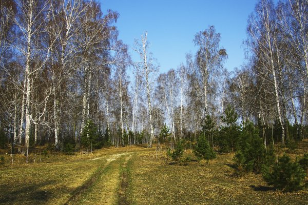 Поздняя Весна фото