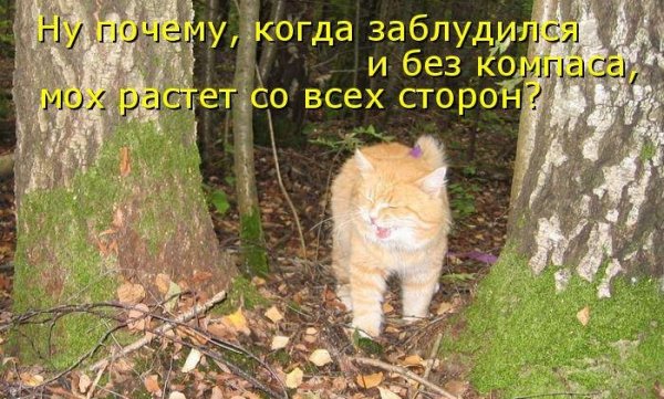 Шутки про заблудившихся в лесу