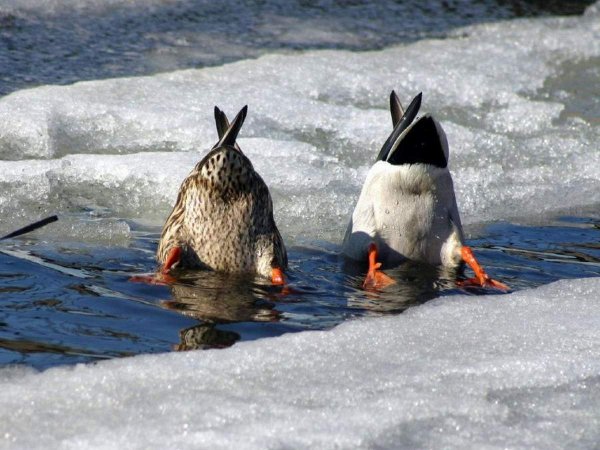 Прикольные весенние рисунки