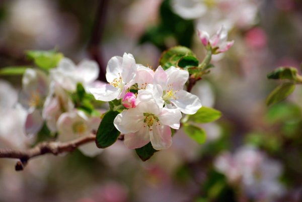 Яблони в цвету