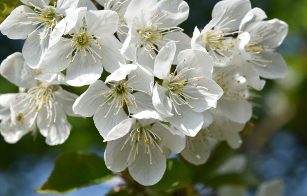 Цветы яблони