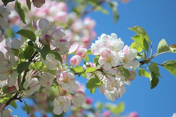 Красивая Цветущая яблоня