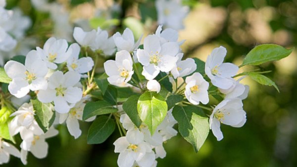 Жасминовая яблоня