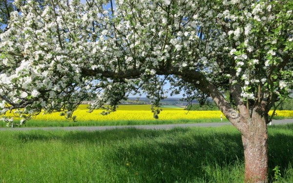Цветущий Яблоневый сад весной