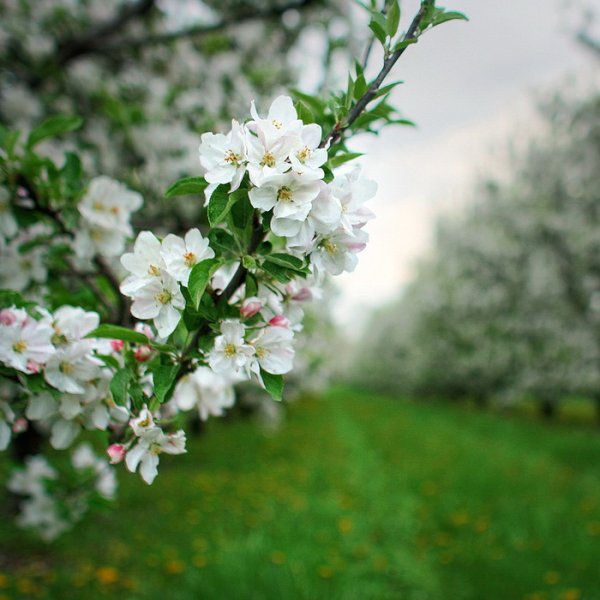 Яблоневый сад в цвету