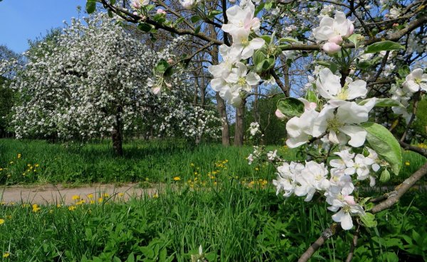 Цветущий Яблоневый сад весной