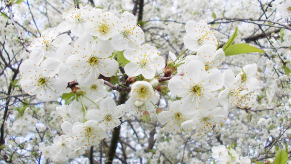 Цветущие яблони и вишни