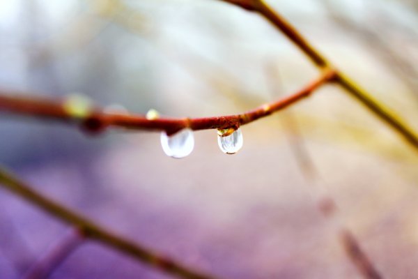 Ранняя Весна капель