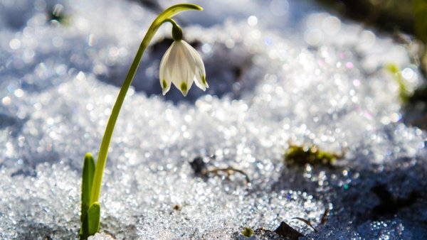 Подснежник снежный