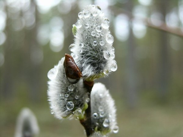Весна Верба снег