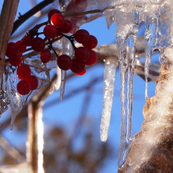 Весенняя капель
