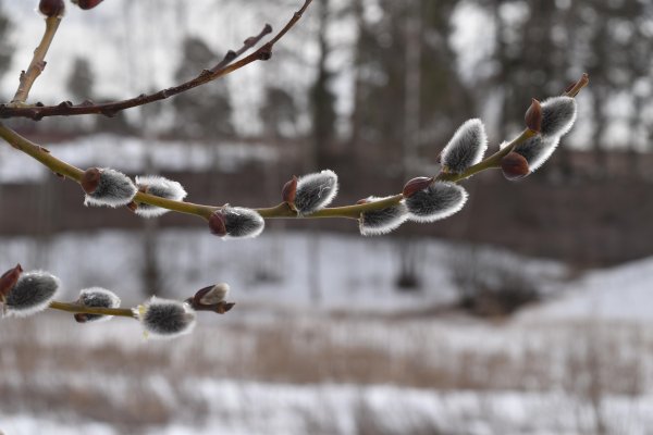 Апрельские ручьи
