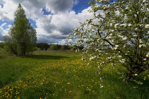 Майский пейзаж