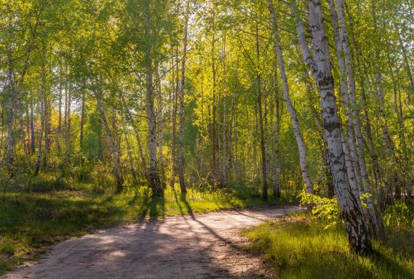 Природа в деревне весной