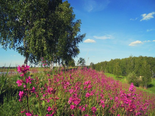 Поленов Яблоневый сад