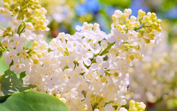 Сирень Жасмин Акация это