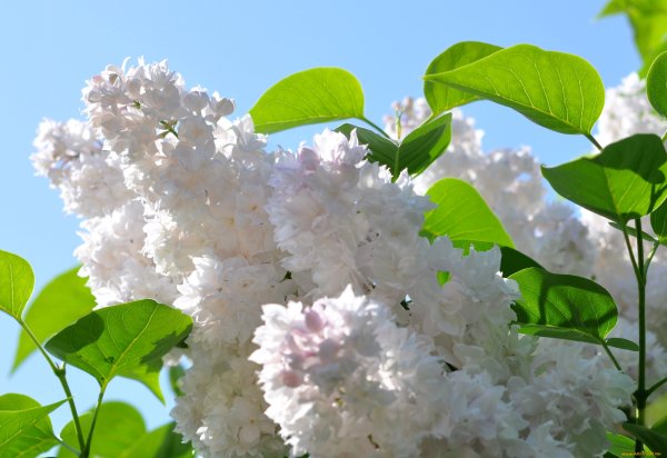 Зеленая сирень