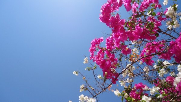 Майские цветы