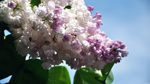 Сирень Планшон