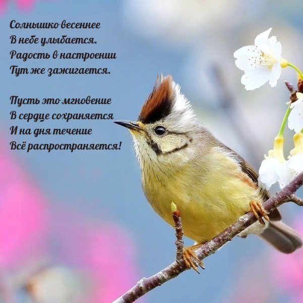 Открытки с добрым утром весенние прикольные