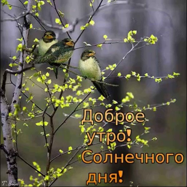С добрым утром гифки необычные