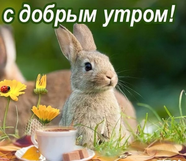Кофе и цветы