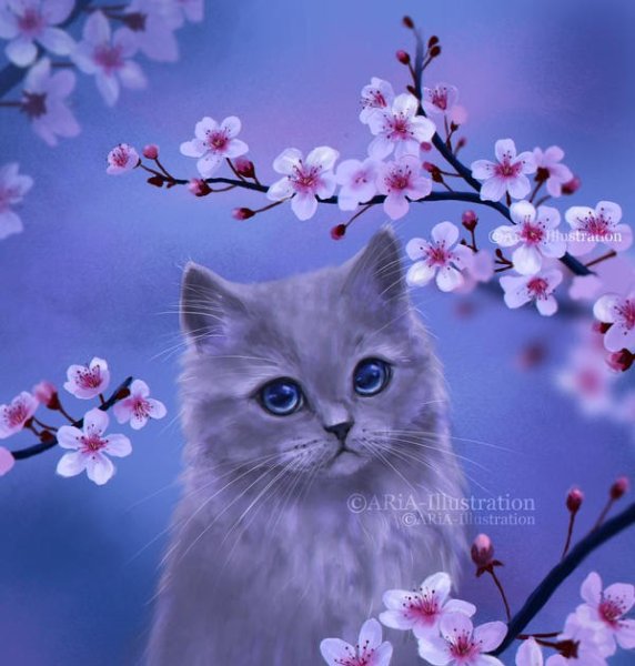 Кот на Сакуре