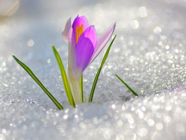 С наступлением весны