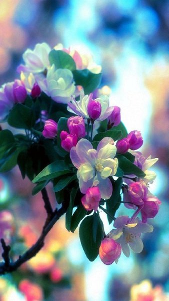 Мартовские картинки на заставку телефона