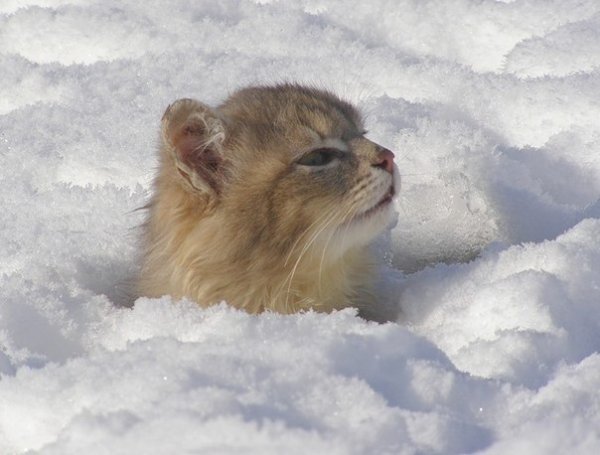 Кот ждет весну