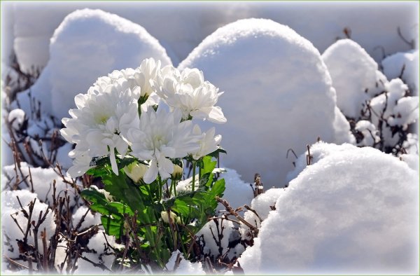 С добрым снежным утром весны