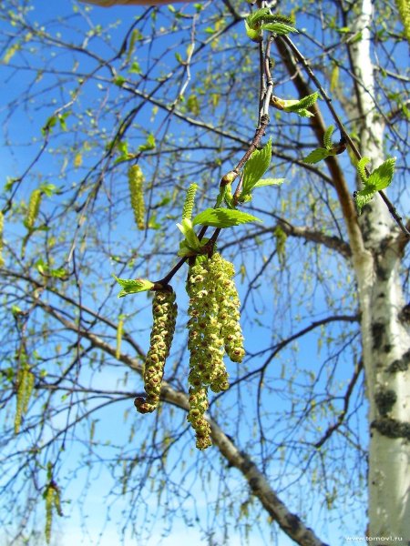 Береза с сережками