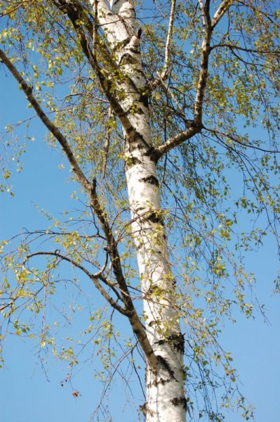 Рисование березы